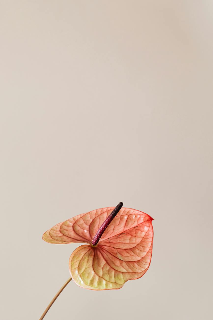 anthurium flower on beige background